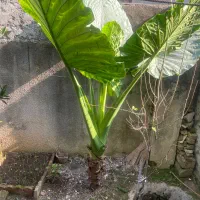 گل سیکاس و گل بابا آدم زیبا و بزرگ