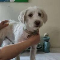 سگ پیدا شده