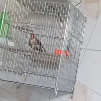 جوجه سهره ۸ماهه کت بازکن