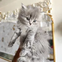 گربه بریتیش|گربه|رشت, گلسار|دیوار