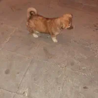 سگ پا کوتاه