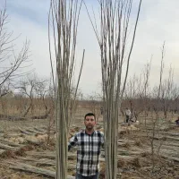 نهال صنوبر نهالی با درآمد میلیاردی