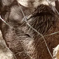 مرغ تخم گذار بومی دونه ای ۹۰۰ دو عدد