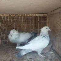 کبوتر|پرنده|مرودشت, شهرک مهدیه|دیوار