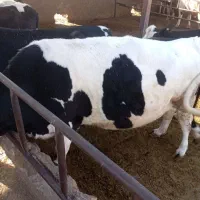 کارگر گاوداری