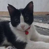 گمشده