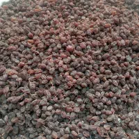 کشمش بیدانه افتابی پاک شده و درشت