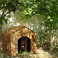 قفس سگ خرگوش گربه مرغ عشق طوطی عروس بلدرچین فنچ|لوازم جانبی حیوانات|قائمشهر, |دیوار