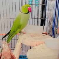 فروش و معاوضه ملنگو