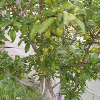 باغ-در-تازه-کند-نهند-به-متراژ-500