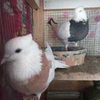 کفترفروشی|پرنده|کاشان, فاز ۲ ناجی آباد|دیوار