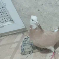 شازده زرد باخت رفته