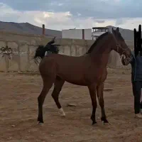 مادیون کره ساواش