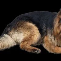 ژرمن.شولاین صددر صد خالص نر 2ساله|سگ|شیروان (خراسان), |دیوار