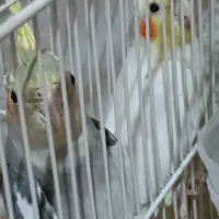 دوعدد جوجه عروس هلندی|پرنده|مشهد, نیروی هوایی|دیوار