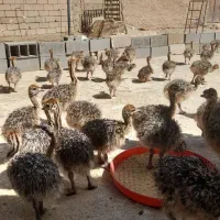 فروش جوجه شترمرغ
