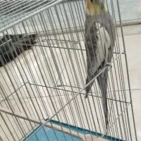 دو تا عروس نر مست