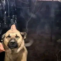 واگذاری سرابی|سگ|صوفیان, |دیوار