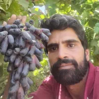 تولید وفروش انواع نهال انگور