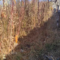 نهال شلیل ردگلد ورفعتی زود رس