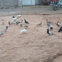 شوش عبدالخان سده شاوور اهودشت