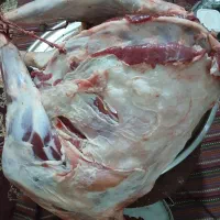 گوشت تازه