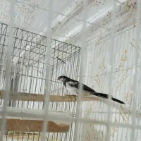 فنچ وایدای دم بلند