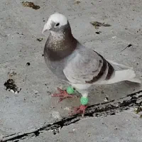 پلاکی گرفتنی|حیوانات|شیراز, زند|دیوار