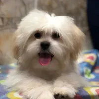 سگ پا کوتاه