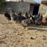 مرغ|حیوانات مزرعه|شیروان (خراسان), |دیوار