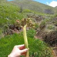 ریواس تازه آب دار همین الان درجه کیلوی 50