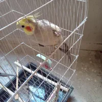 یک جفت عروس هلندی نر و ماده|پرنده|تهران, نازیآباد|دیوار