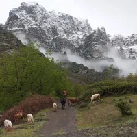 شغل دامداری،روستایی ،چوپانی