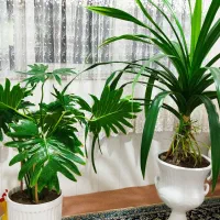 گل های طبیعی همراه گلدان|گل و گیاه طبیعی|چهاردانگه (تهران), |دیوار