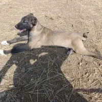 توله اصیل سرابی|سگ|مهربان, |دیوار