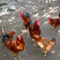 مرغ خروس و بوقلمون