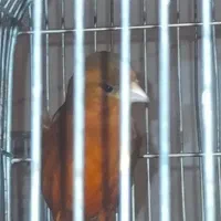سهره قناری دهندار سبک لر