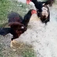 مرغ خروس لاری|حیوانات مزرعه|سنگر, |دیوار