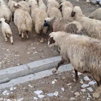 ۲۰ راس میش داشتی جوان شیره دار آبستن (بره قوچ)|حیوانات مزرعه|کرمانشاه, |دیوار