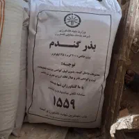 بذر گندم