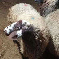 دو عدد گوسفند سرحال سالم|حیوانات مزرعه|شباب, |دیوار