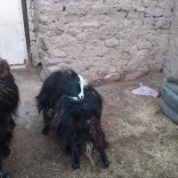 فروش تعدادی بز گیسه چپش