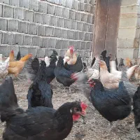 مرغ محلی درجه یک