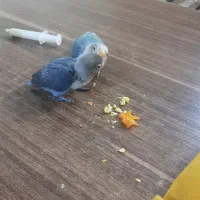 دو عدد کوتوله گم شده داخل محدوده زینبیه|پرنده|اصفهان, منتظرالمهدی|دیوار