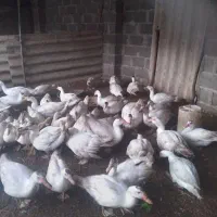 اردک اسرائیلی سفید و جوجه اردک اسرائیلی