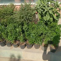 شمشاد سبز طلایی رز ساناز رونده میم انگور چسبک|خدمات باغبانی و درختکاری|مشهد, باغستان|دیوار