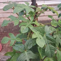 کردلین مخملی