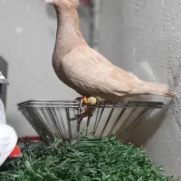 کفتر زرد و شامی