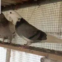 فروش کبوتر ماده شازده