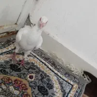 دورگ سالم و جوان